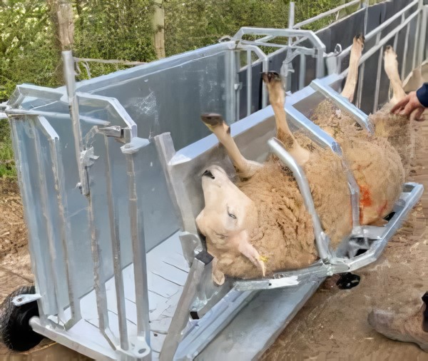 Turn Over Crate For Sheep Turn Over Crate For Sheep