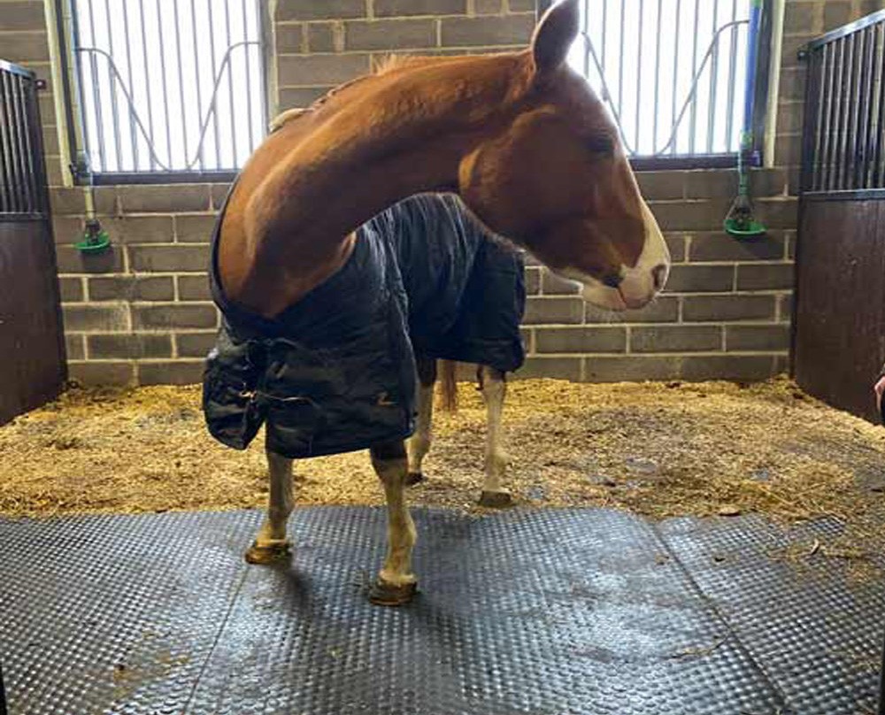 Heavy Duty Horse Stall Mats Heavy Duty Horse Stall Mats