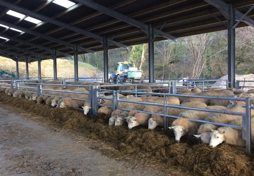 Sheep-Feed-Barrier-2edited Sheep-Feed-Barrier-2edited
