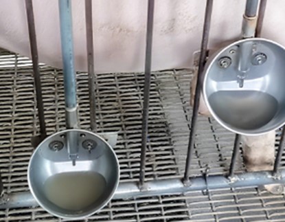 Pig Stainless Steel Drinking Bowl Pig Stainless Steel Drinking Bowl
