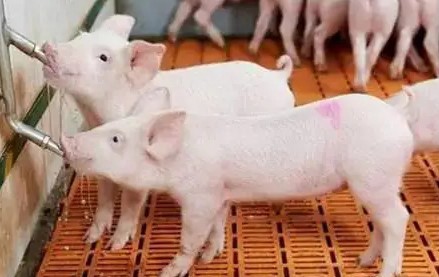 Stainless Steel Automatic Pig Nipple Drinker Stainless Steel Automatic Pig Nipple Drinker