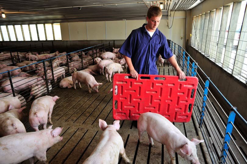 Pig Sorting Board Pig Sorting Board