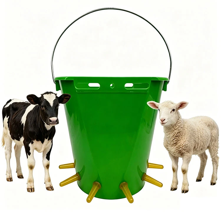 Sheep Using Plastic Milk Buckets